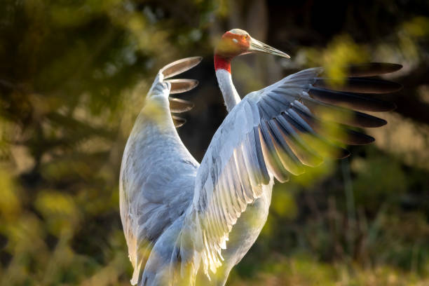 istock sarus crane or Grus antigone bird portrait or closeup with full wingspan or flapping behavior in winter morning at keoladeo national park bharatpur rajasthan india asia 1448475246