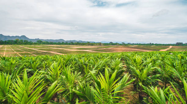 istock Oil Palm Seedling Field Landscape 1448475495