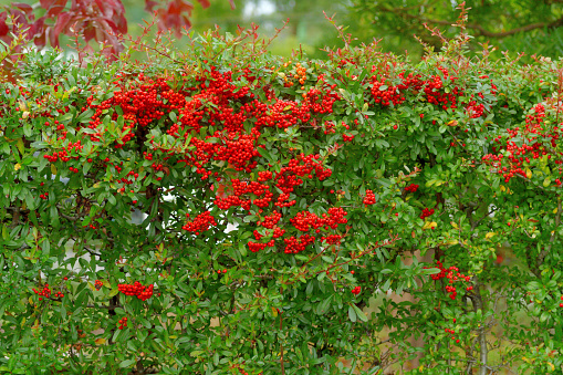 Pyracantha, also called firethorn, is thorny evergreen large shrubs, which bloom in spring, followed by fruits in autumn. The small dainty flowers appear in such profusion that the foliage is often hidden by the clusters of bloom.