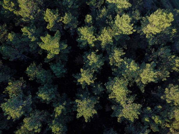 istock drone aerial view of a pine forest at sunset 1448476177