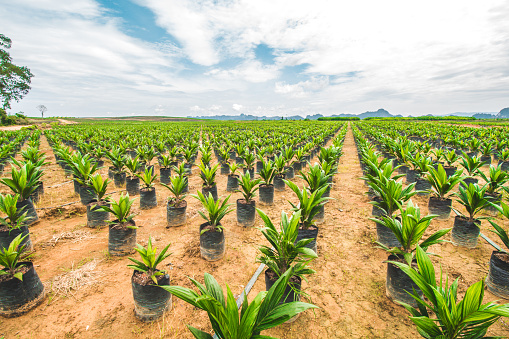 This Oil Palm Seedling Field Landscape in South Borneo, Indonesia.