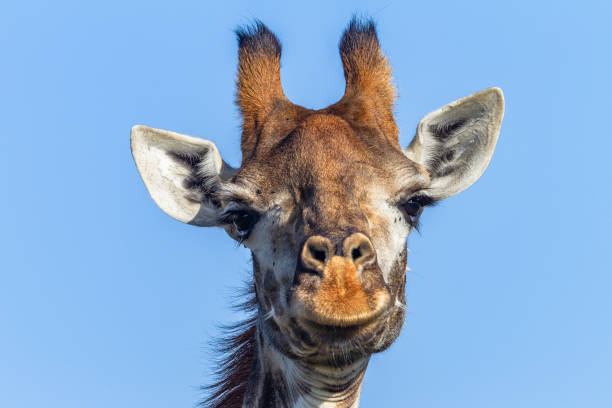 istock Wildlife Giraffe Head Portrait Detail 1448476754
