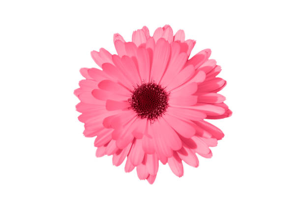 istock Magenta or pink daisy, chamomile or Gerbera isolated on white background. Chamomile flower head close up. Deep focus. Flower toned in trendy color of 2023. 1448476853