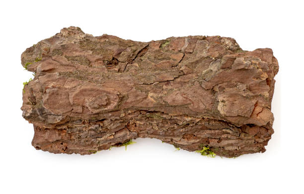 istock Dry pine bark isolated on white. Wooden bark with moss, top view 1448476901