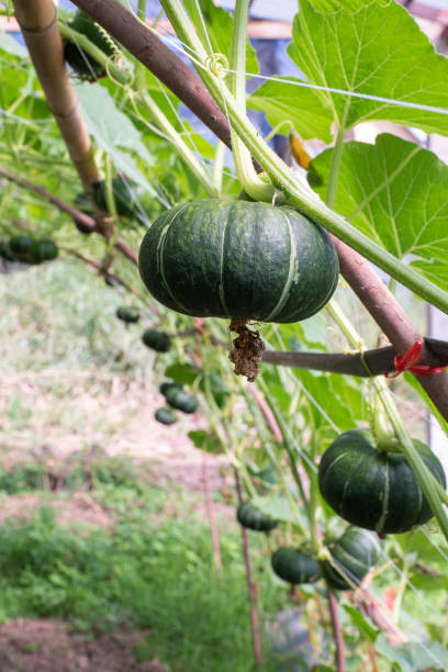 istock Green pumpkin plant on the garden 1448476944