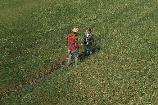Banker and farmer negotiating bank agriculture loan in barley field, aerial photography from drone pov