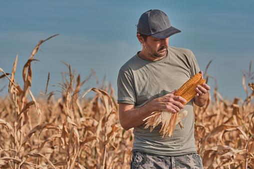 Farmer holding harvested corn on the cob in agricultural field, portrait of male farm worker during successful harvest of maize crops