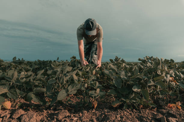 istock Agronomist examining soybean crops in field 1448477927