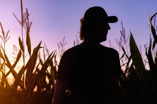 Silhouette of satisfied male farmer standing on cornfield, farm worker with baseball cap in sunset