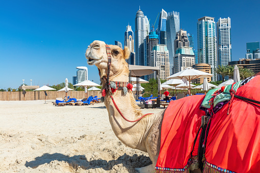 Camel on Dubai jumeirah beach with marina skyscrapers in UAE. Popular public JBR beach