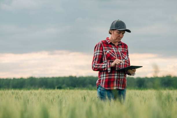 istock Wheat farmer using digital tablet computer in cultivated agricultural field in modern farming innovation concept 1448478319