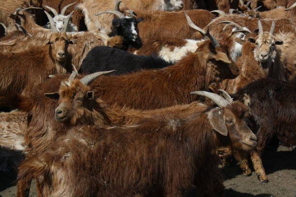 Herd of cashmere goats in the desolate valley of Tuv region, Mongolia. stock photo