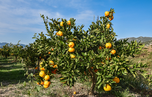 Tangerine plantation, Neretva valley, Croatia