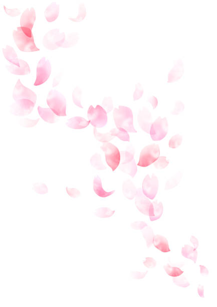 акварельная вишня цветущая рама дизайн - цветок вишни stock illustrations