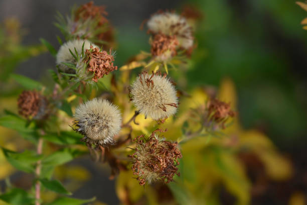 New England aster Andenken an Alma Potschke seed heads - Latin name - Symphyotrichum novae-angliae Andenken an Alma Potschke