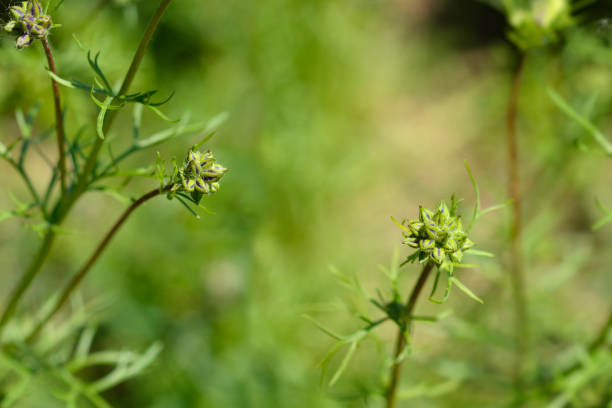 istock California gilia 1448480971