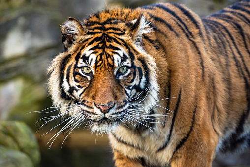 The tiger's gaze. The hunter watches for his prey. Animal species in danger of extinction. Portrait of the Sumatran tiger.