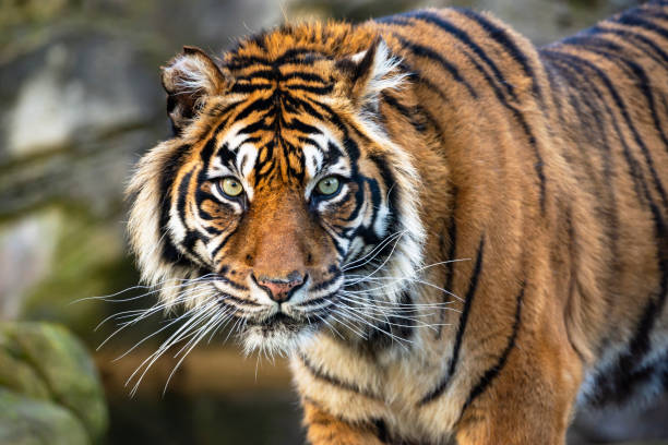 тигр - undomesticated cat pets animal watching стоковые фото и изображения