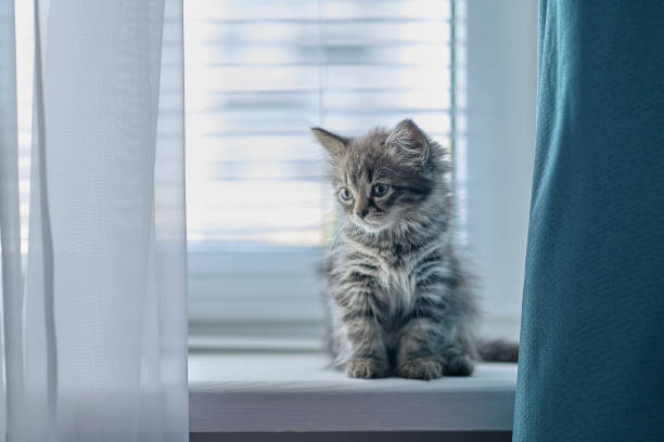 small Grey cat sitting near window. little kitty sits on a window sill and looks around herself stock photo