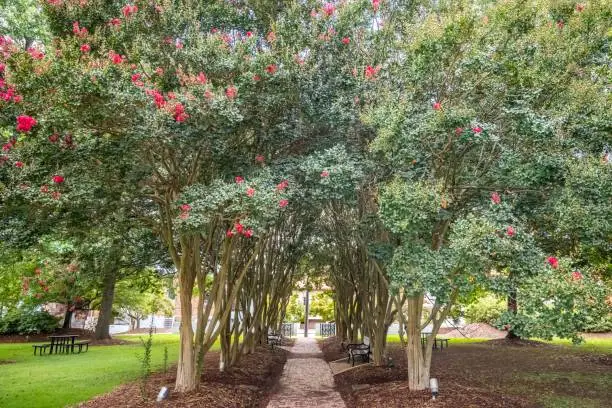 A gorgeous view of the campus while taking a stroll in it