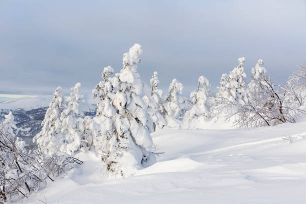 istock Siberia winter frozen trees 1448483987