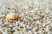 Beach background with small seashell, colorful sand close-up, selective focus