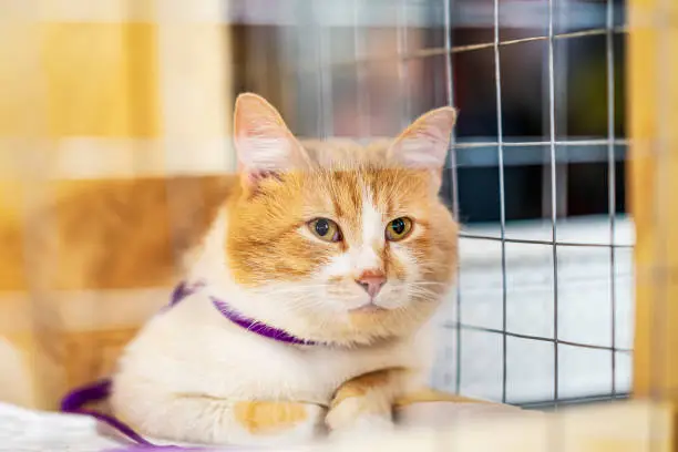 Large red-white cat in shelter cage with sad look waiting owner, to be adopted. Shelter for homeless animals, kindness concept
