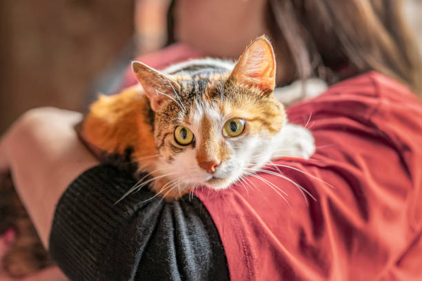 Frightened tricolor cat in hands of girl volunteer. Shelter for homeless animals Frightened tricolor cat in hands of girl volunteer. Shelter for homeless animals concept pet adoption stock pictures, royalty-free photos & images