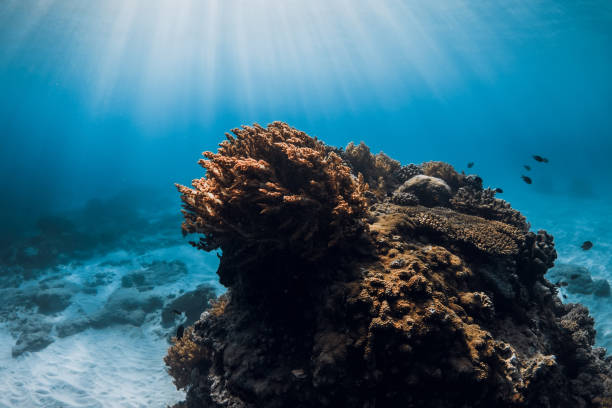 istock Underwater scene with corals, fish and sun rays in tropical blue sea 1448486615