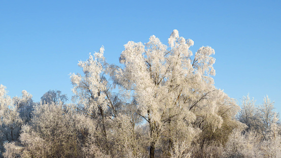 frozen trees on a sunny winter day.