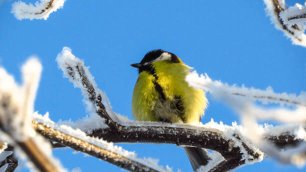 istock beautiful tit in winter on a snowy branch 1448487272