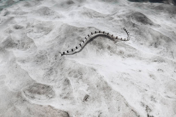 istock Striped sea snake on sea sandy bottom in tropical sea 1448487556