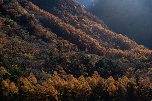 Autumn leaves of Japanese larch