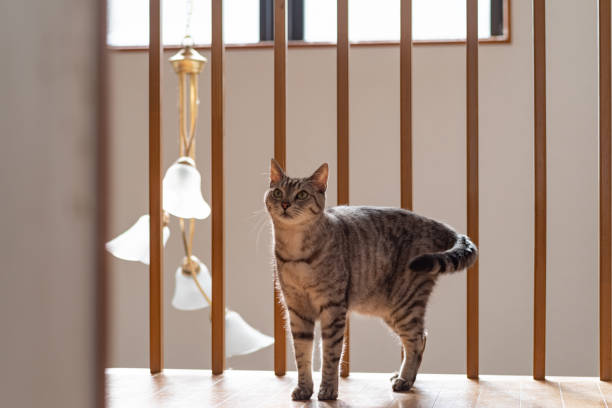 istock cat in the house 1448488820