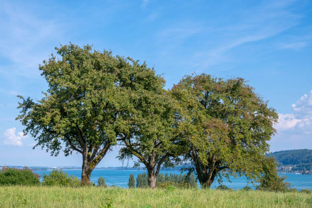 Fruit trees in meadows along the Untersee on the border of Germany and Switzerland during a beautiful summer day.