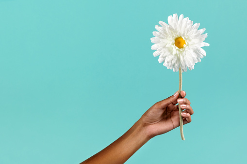 Crop anonymous African American female demonstrating delicate white chamomile flower against turquoise background