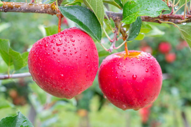 istock Apple hanging on an apple tree in an orchard 1448489324