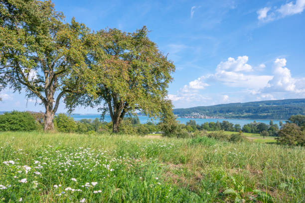 Fruit trees in meadows along the Untersee on the border of Germany and Switzerland during a beautiful summer day.