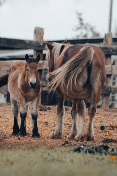 istock A Swish of the Tail 1448490338