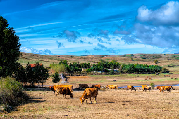 istock Spanish countryside with green fields and cows La Poblacion Spain 1448490383