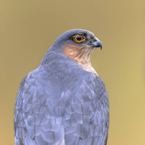 istock Eurasian sparrowhawk looking sideview in forest 1448490661