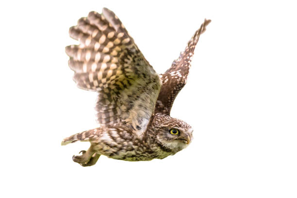 istock Little Owl flying on white background 1448490710