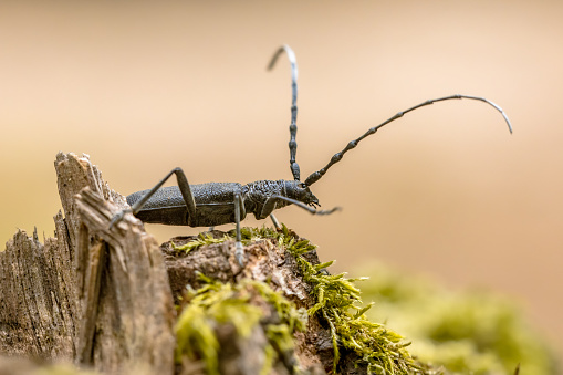 Great capricorn beetle (Cerambyx cerdo) famous insect on old dead wood. Wildlife scene of nature in Europe. The Netherlands.