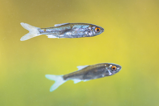 Sunbleak or Belica freshwater fish (Leucaspius delineatus). It has an upward-turned mouth and a short lateral line which extends about seven to ten scales from the gill cover. Wildlife scene of nature in Europe.