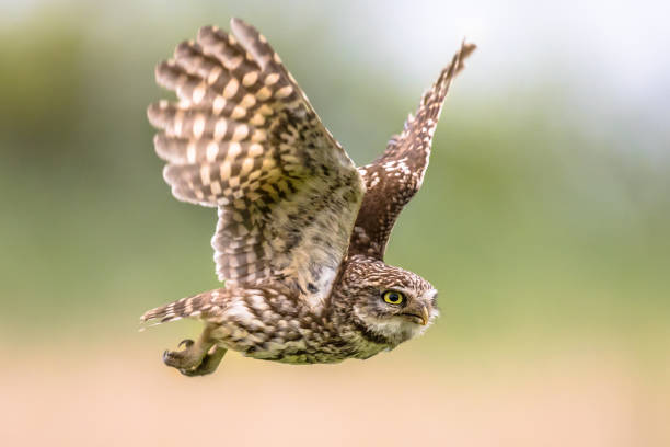istock Little Owl flying on blurred background 1448490867