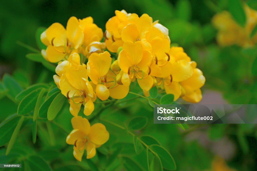 Senna pendula / Climbing cassia / Pendant senna / Easter senna Senna pendula, also known as Climbing cassia, Easter cassia, Pendant senna, Golden shower etc., is a perennial spreading shrub of the Fabaceae family. The stems are many-branched with green leaves. The flowers are bright yellow with five petals. August Stock Photo