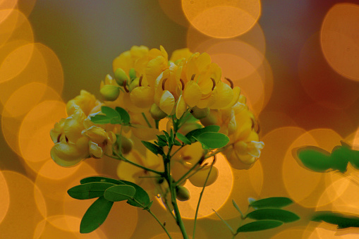 Senna pendula, also known as Climbing cassia, Easter cassia, Pendant senna, Golden shower etc., is a perennial spreading shrub of the Fabaceae family. The stems are many-branched with green leaves. The flowers are bright yellow with five petals.
