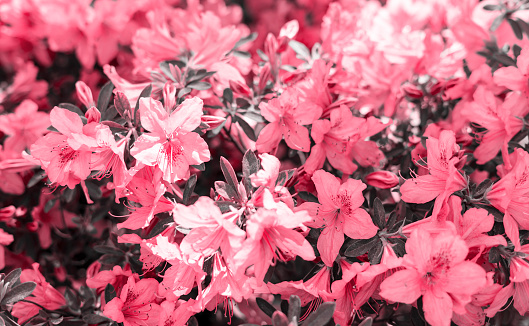 Viva Magenta color of the year 2023 Floral background of pink purple rhododendron flowers close up copy space, botanical Rhododendron ponticum, beauty in nature, selective focus, blossoming plant