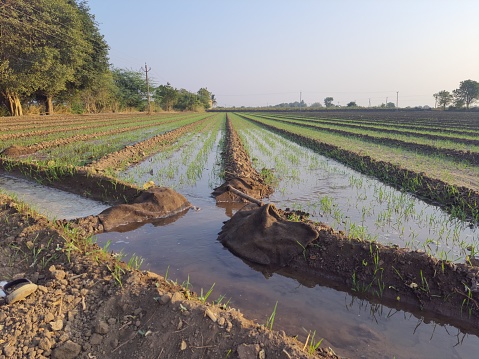 Second watering of (kharif season) winter crop wheat crop in Saurashtra region of Gujarat .