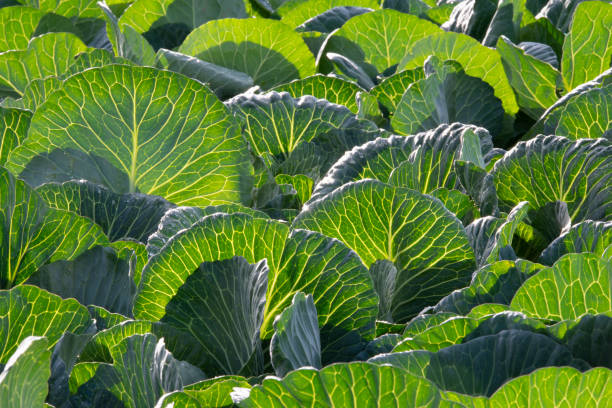 Green fresh cabbage leafs with backlight in the farm field. stock photo